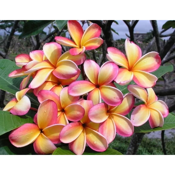 10 Pink Yellow Plumeria Seeds