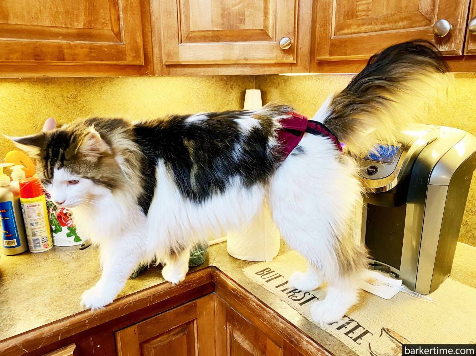 Barkertime Burgundy Washable Cat Diaper Pull-up - Made in USA