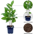 thumbnail image 2 of 12 Pack Live Coffee Plant, Coffea Arabica, Coffee Tree, Arabian Coffee, Indoor Potted Houseplant, Birthday Gift, Gardening Gift, Plant Lover Gift, Thank You Gift in 3" Pot, 2 of 5