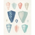 thumbnail image 2 of Wild Apple Portfolio 12x14 White Modern Wood Framed Museum Art Print Titled - Colorful Shell Assortment II Coral Cove, 2 of 4