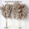 thumbnail image 4 of 30 Stems Dried Pampas Grass, Pampas Grass Fluffy Pampas ,17 Inch Bulk Pampas Grass Decor Flowers Dr, 4 of 5