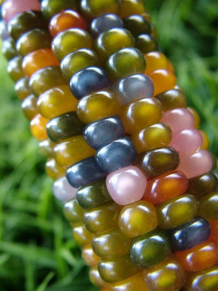 40 Glass Gem Indian Corn Seeds for Planting Vibrant and Translucent