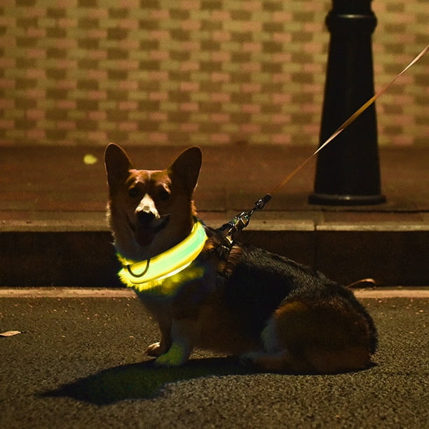 Pisexur Suministros para mascotas Collar para perros Collar iluminado brillante y de alta visibilidad recargable por USB para paseos nocturnos de mascotas en 4 colores peperros, gatos y animales