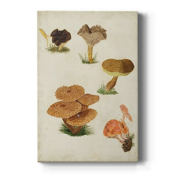 Mushroom Species V Premium Gallery Wrapped Canvas - Ready to Hang