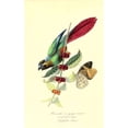 thumbnail image 2 of Parakeet on Coffee Bush Poster Print by 1842 Anonymous (24 x 36), 2 of 2