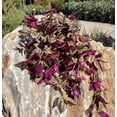 thumbnail image 6 of Tradescantia Zebrina Plant Live for Planting, Purple Wandering Jew Live Plant 2 Inch Pot, Tradescantia Live Plant, 6 of 8