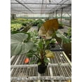 thumbnail image 6 of Philodendron 'Summer Glory', 2" Pot, Indoor Houseplant, Easy Care, Live Plant for Indoor & Outdoor, 6 of 8