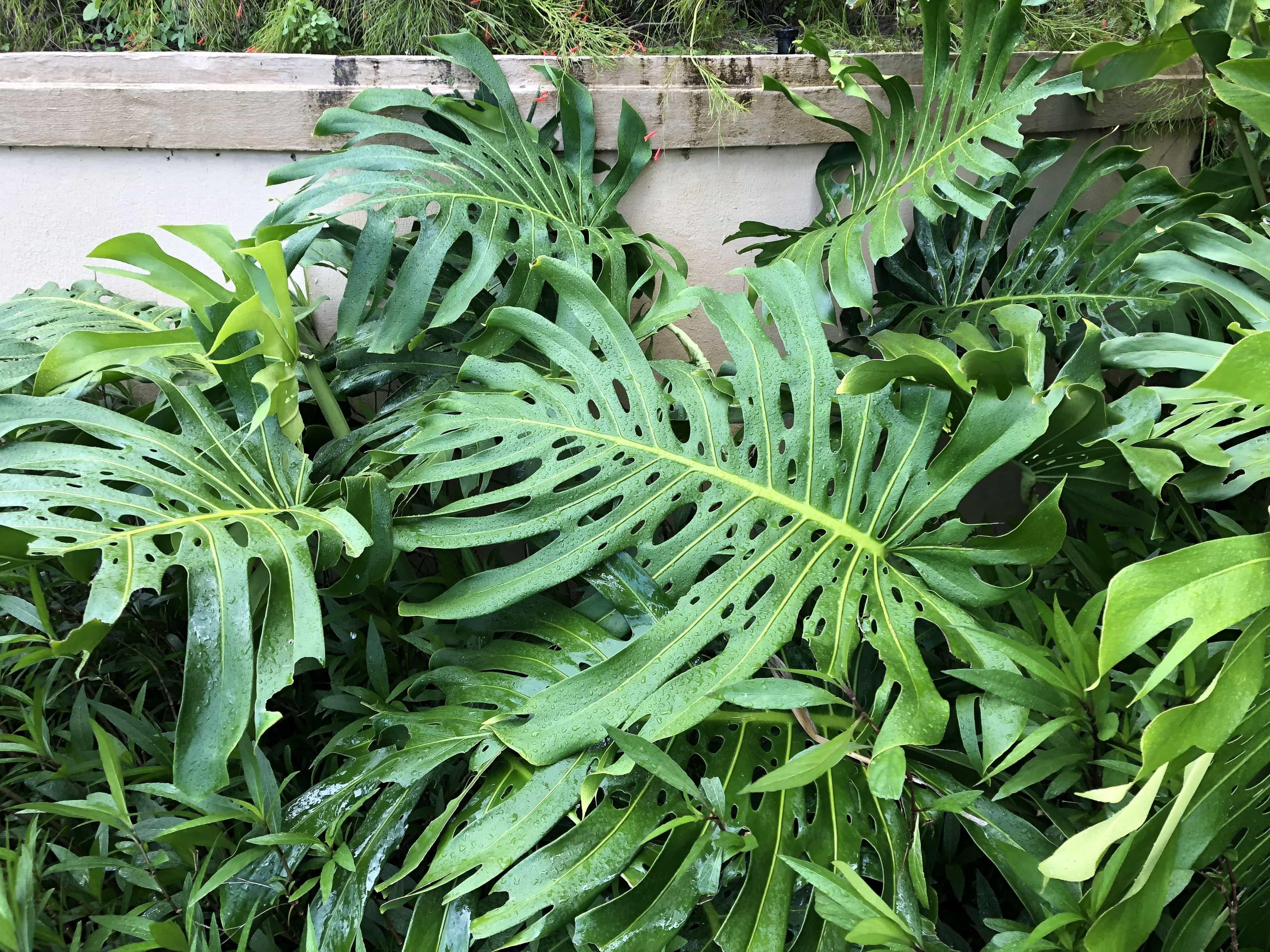 Monstera Deliciosa-Swiss Cheese Plant-Indoor Friendly  10" Pot