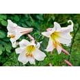 thumbnail image 4 of 10 Seeds REGAL TRUMPET LILY aka Royal / King's Lilium Regale White Pink Yellow Flower Seeds, 4 of 10