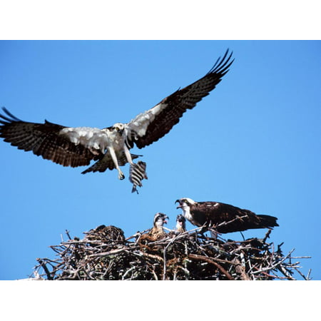 Male Osprey Landing at Nest with Fish, Sanibel Island, Florida, USA Print Wall Art By Charles (Best Places To Fish In South Florida)