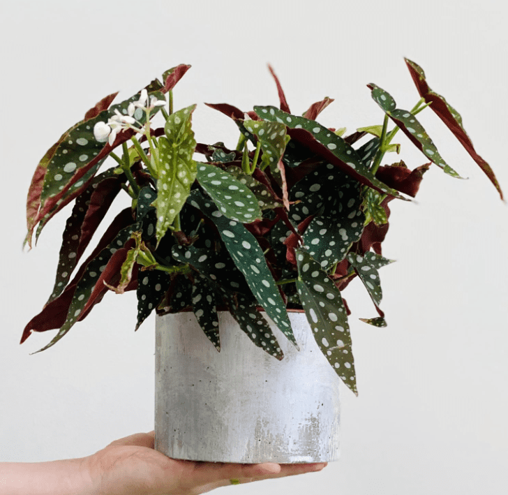 Begonia Plants Live, Rare Begonias Indoor Growing, Hanging Basket, Starter 5 to 9 Inc Tall (Maculata Angel Wing Polka Dot)