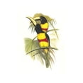 thumbnail image 1 of Wied's Aracari - Black necked-Fine Art Canvas Print (20" x 30"), 1 of 1