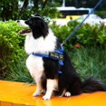 thumbnail image 3 of Chien de Compagnie Réglable Sans Harnais de Traction Collier Réfléchissant Gilet Chien Fournitures, 3 of 6