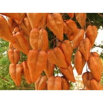 CZ Grain 6 Chinese Golden Rain Tree Seeds