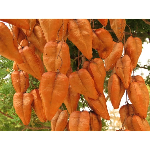 Chinese Golden Rain Tree Seeds for Planting 6 Seeds Koelreuteria bipinnata