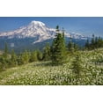 thumbnail image 2 of Paulson, Don 18x13 Black Ornate Wood Framed with Double Matting Museum Art Print Titled - Washington Avalanche lilies and Mount Rainier, 2 of 4