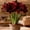 A, variant on Amaryllis, Low Maintenance - Easy Grow - Ideal for Beds Borders, Plant Pots & Planters