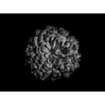 thumbnail image 2 of Carson, Brian 32x25 Black Ornate Wood Framed with Double Matting Museum Art Print Titled - Backyard Flowers Black and White 48, 2 of 4