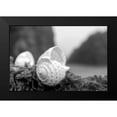 thumbnail image 2 of Blaustein, Alan 14x11 Black Modern Framed Museum Art Print Titled - Crescent Beach Shells 1, 2 of 5