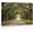 Frame-style, variant on Southern Live Oak Tree Avenue Wall Art Spanish Moss Nature Landscape Poster