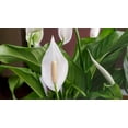 thumbnail image 4 of ⭐ Professional Grade Potting Mix for Peace Lilies ??: The Perfect Growing Environment for Your Indoor Plants [2-QUART BAG], 4 of 6