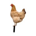 thumbnail image 2 of Estacas Decorativas de pollo Acrílicas Strade Fareast Limited para decoración del patio Trasero (paquete de 3), 2 of 8