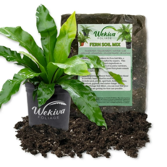 Crissie Bird's Nest Fern and Soil Mix Combo - Live Plant in a 4 Inch Pot with 1 Quart Fern Soil Mix - Asplenium Nidus with Custom Soil Blend
