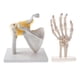 thumbnail image 1 of 1: 1 Tamaño Natural Modelo de Articulación de Hombro con Ligamento de Mano Juguete de Aprendizaje de Anatomía Escolar, 1 of 5