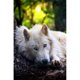 thumbnail image 1 of Taladro Pintura Diamante (DF3548) 5D DIY Punto de Cruz Completo Bordado Mosaico (Wolf01) 45x60cm Hugtrwg Para estrenar, 1 of 1