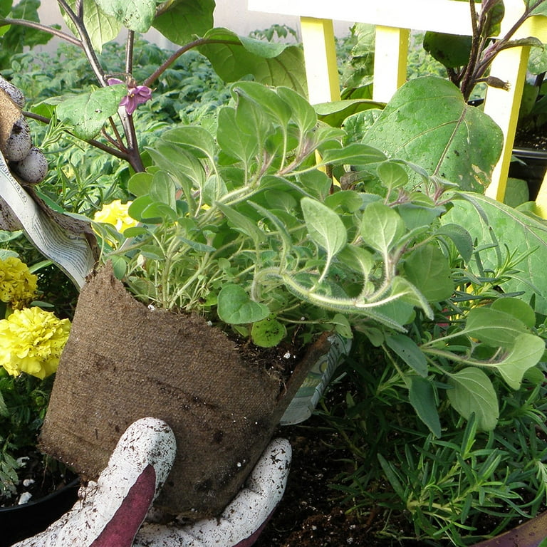 Bonnie Plants Italian Oregano Walmart