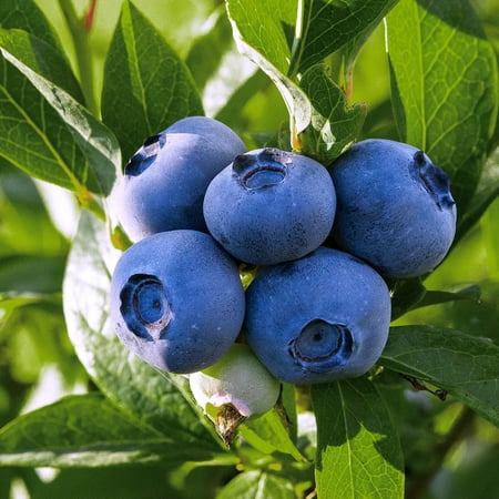 Expert Gardener 3-4 ft tall Brightwell Rabbiteye Blueberry Live Shrub in 7-Gallon Grower Pot