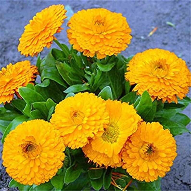 50s Pacific Yellow Calendula Seeds Perennial Non Mix for Planting Pollinator Garden Gardening Sustainable Solutions