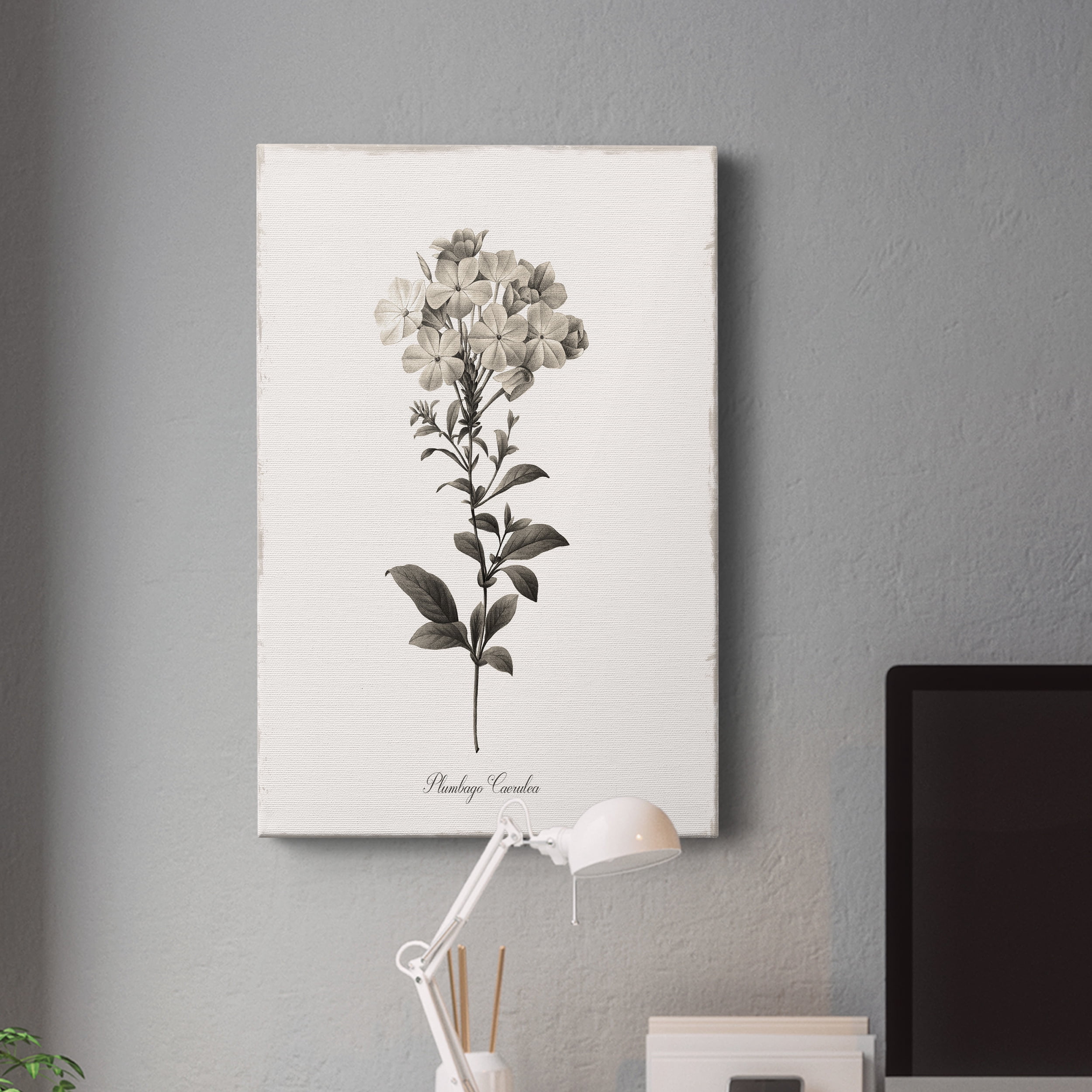 Sketchbook Leadwort Premium Gallery Wrapped Canvas - Ready to Hang - 40 x 60