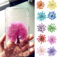thumbnail image 2 of Flmtop 100Pcs Pressed Dried Ammi Majus Flower Epoxy Resin Nail Craft DIY Phone Decor, 2 of 10