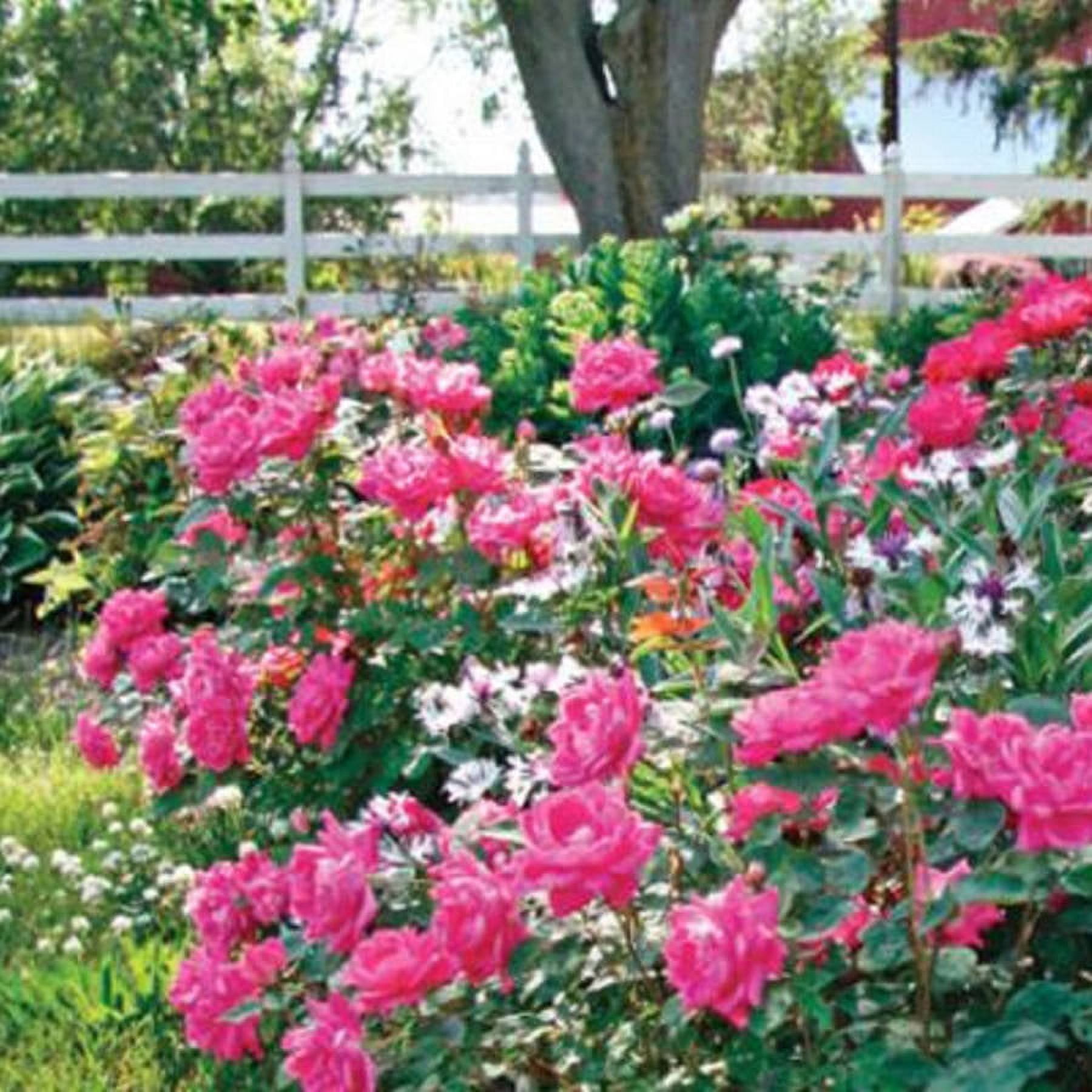 The Knock Out® Family of Roses 'The Pink Double Knock Out® Rose' Live Shrub in 1-Gallon Grower Pot