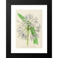 thumbnail image 2 of Illtyd Buller Pole-Evans 14x18 Black Modern Framed Museum Art Print Titled - Agapanthus Umbellatus (1921), 2 of 5