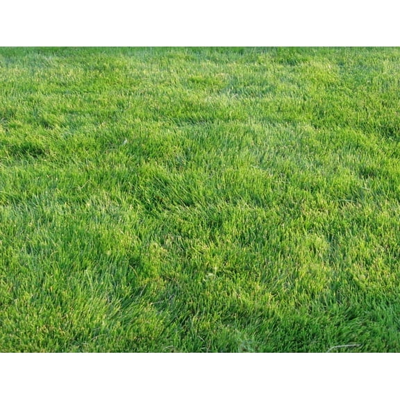 1,000 Emerald Zoysia Grass Seeds - Zoysia 'Emerald' - Lawn Grass