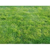 1,000 Emerald Zoysia Grass Seeds - Zoysia 'Emerald' - Lawn Grass