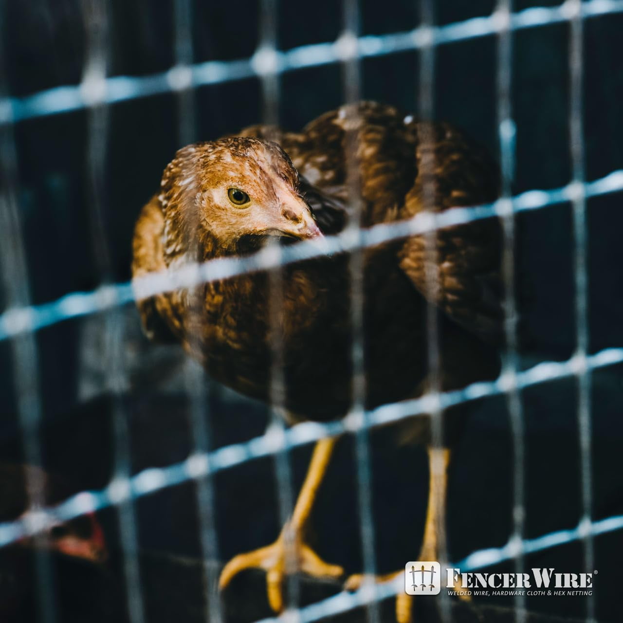 Fencer Wire Welded Wire Fence 16 Gauge, Galvanized Welded Fence Wire Roll, Mesh Size 0.5-Inch x 1-Inch, Hog Wire Fencing Cage, Multiple Use for Home Improvement & Animals Enclosure (3ft. x 100ft.)