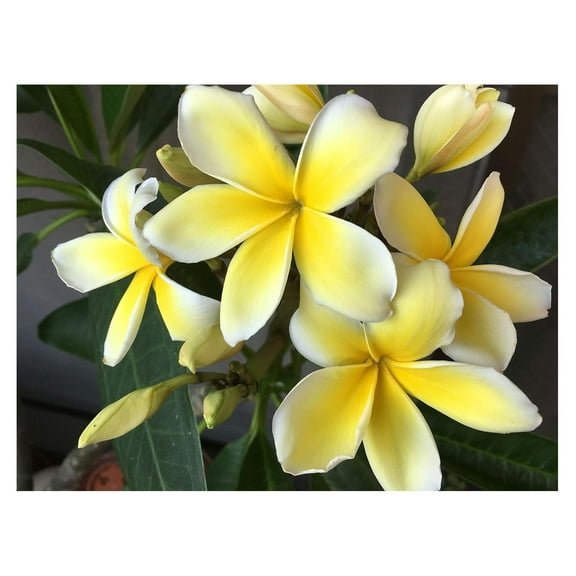 Hawaiian Yellow Plumeria Plant Cutting 10" Long Full Sun Unbloomed Easy To Root