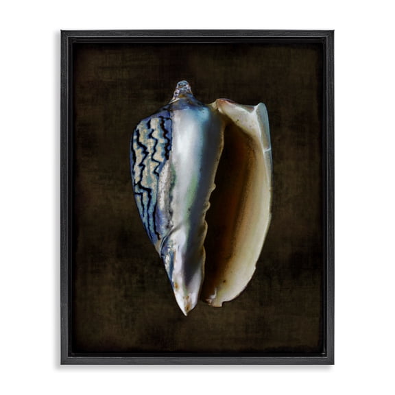 Stupell Industries Traditional Dark Conch Shell Black Floating Frame Canvas Art, 17 x 21, by Caroline Kelly