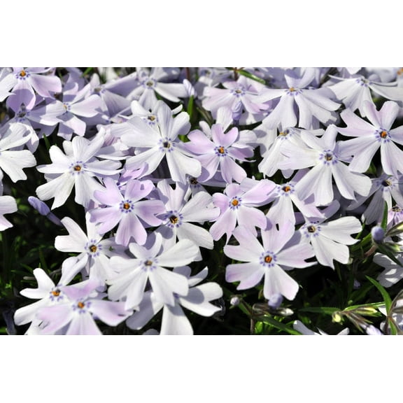 Emerald Blue Creeping Phlox Perennial - Potted - Live Plant -  Quart Pot