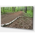 thumbnail image 2 of Coffre de Bouleau sur la Piste, 2 of 3