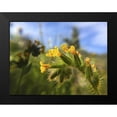 thumbnail image 2 of Popcorn 18x15 Black Modern Framed Museum Art Print Titled - Wildflowers XXVI, 2 of 5