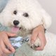 thumbnail image 1 of Cortaúñas Para Mascotas, Herramienta Profesional De Aseo Para Perros Y Gatos, Hoja De Acero Inoxidable Con Protección De Seguridad, Mango Antideslizante.,Vsgery, 1 of 8