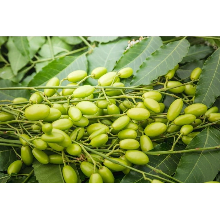 25 Neem Tree Seeds for Planting - Azadirachta Indica - Herb Evergreen Tree  - Rare Seeds Outdoor Garden