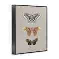 thumbnail image 2 of Stupell Industries Minimalist Vintage Moth Specimens Black Framed Giclee Art, 16 x 20, by Danhui Nai, 2 of 7