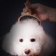 thumbnail image 1 of Pet Wood Brush Grooming Comb Professional Hair Remover Brush for Fluffy Cats & Dogs(Round Head Small ), 1 of 2