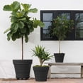 thumbnail image 2 of Bloem Rolled Rim 16" Round Plastic Planter - Lightweight, Heavy Duty Indoor/Outdoor Pot, Black, 2 of 4
