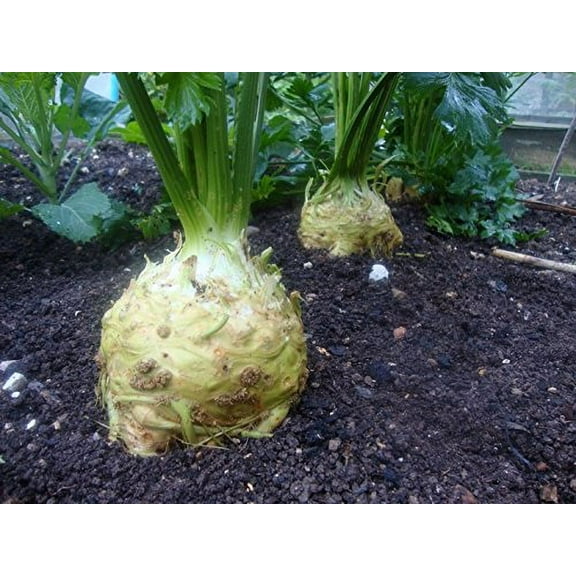 Endive Salad King Great Heirloom Vegetable 15,000 Seeds Bulk